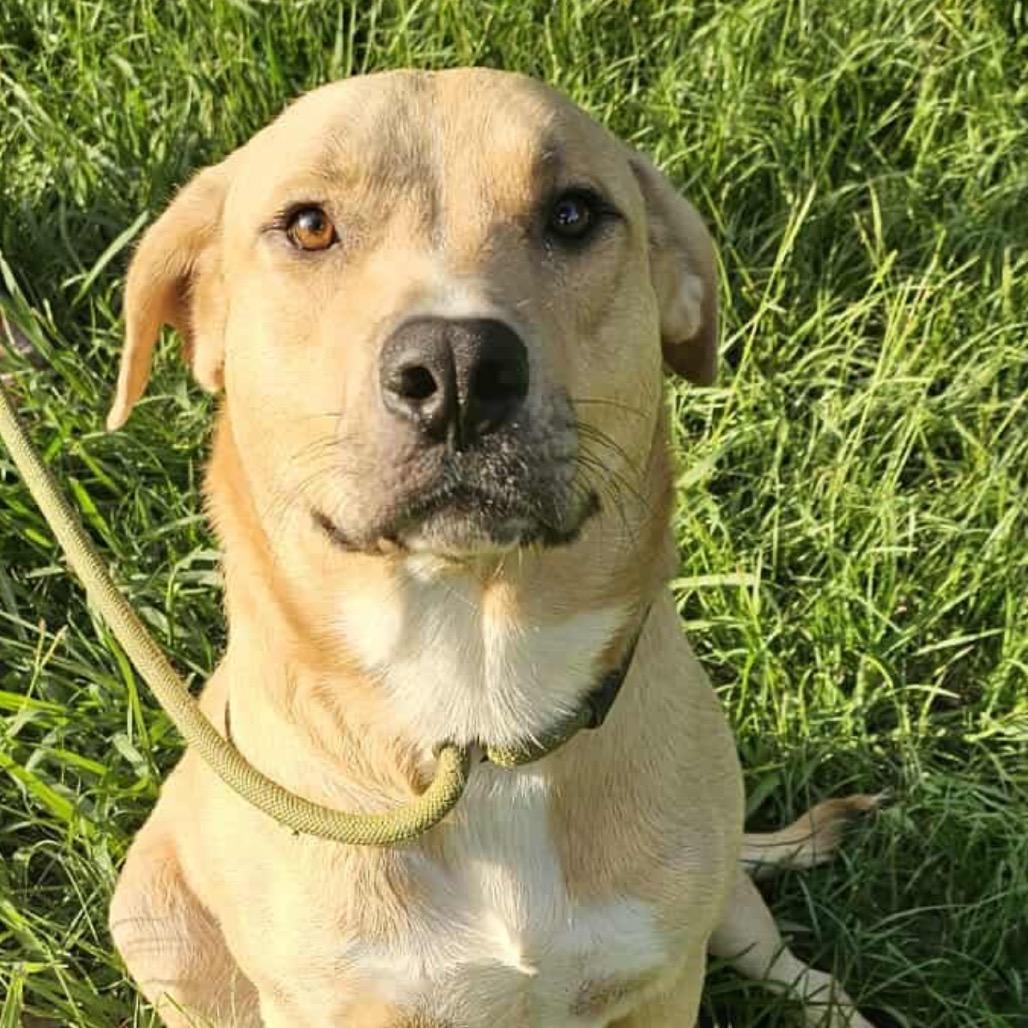 Will, a Adoptable Labrador Retriever image 3/6