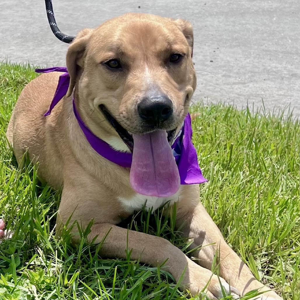 Will, a Adoptable Labrador Retriever image 4/6