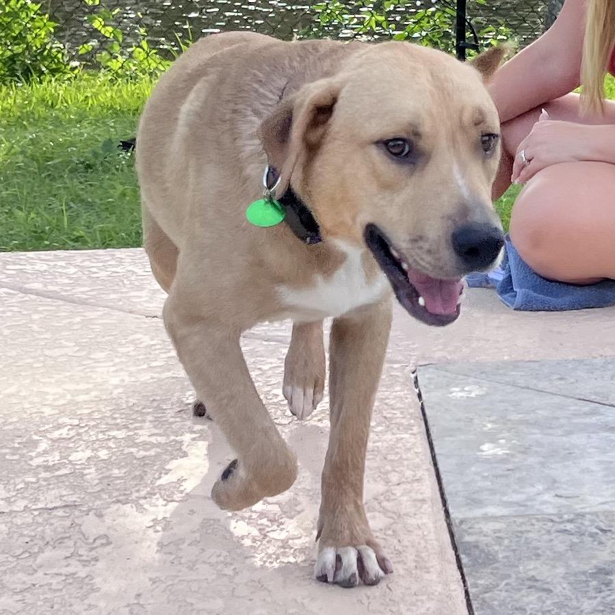 Enlarge Will, a Adoptable mixed breed in New Orleans, LA image 4/6