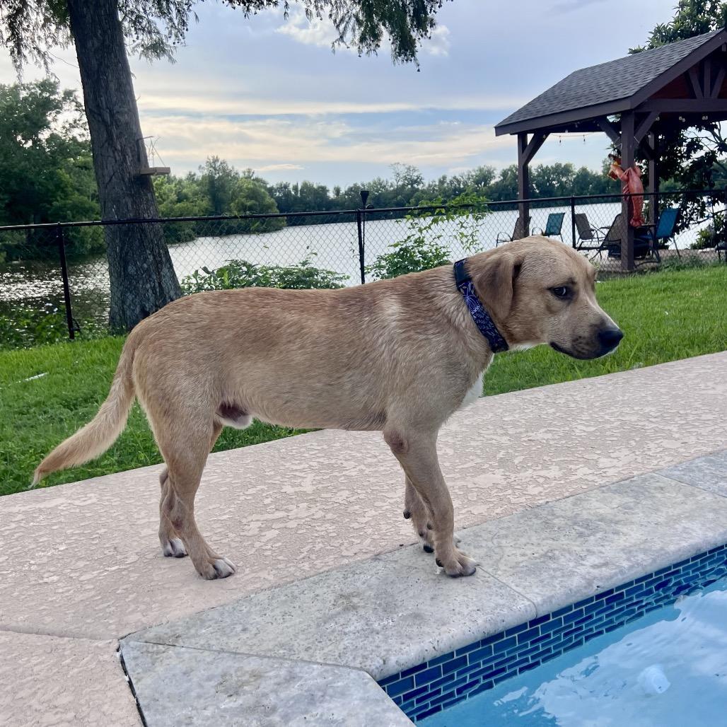 Will, a Adoptable Labrador Retriever image 6/6