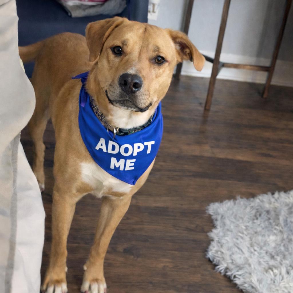 Enlarge Will, a Adoptable mixed breed in New Orleans, LA image 6/6