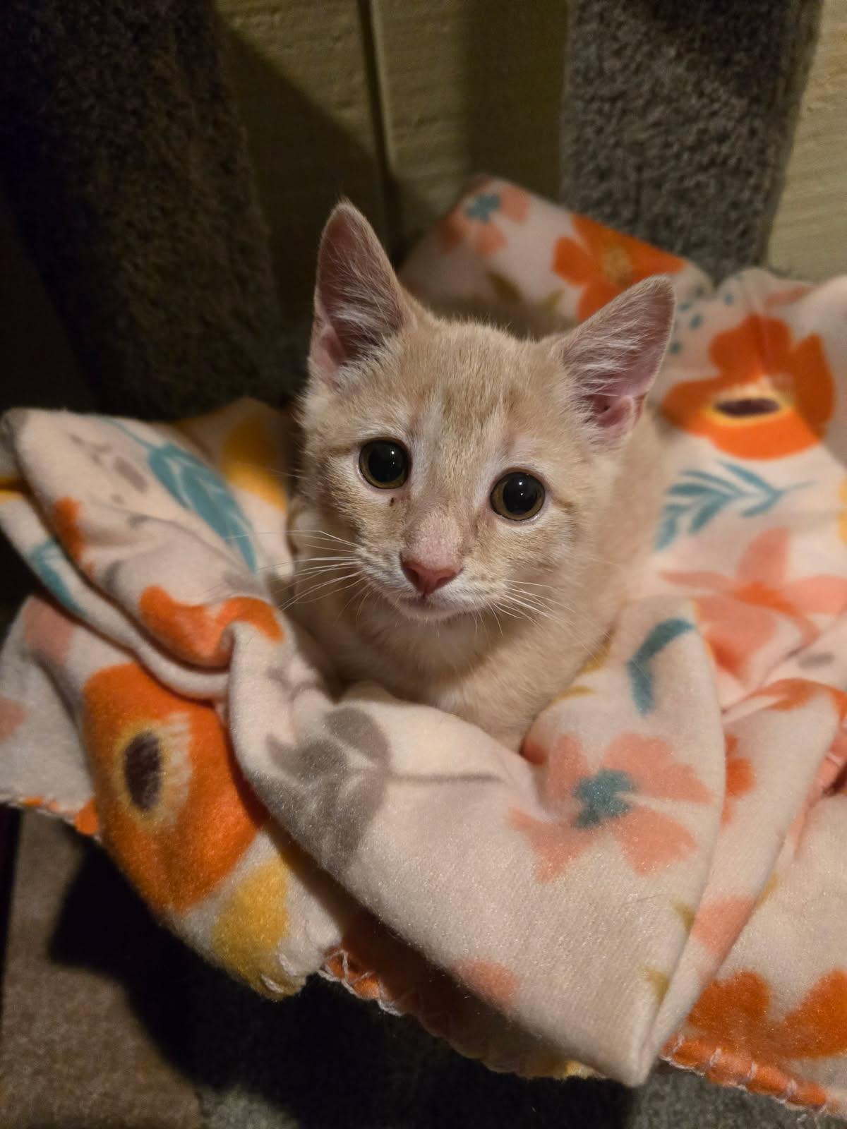 Violet, an adopted Domestic Short Hair in Columbia, MD image 2/3