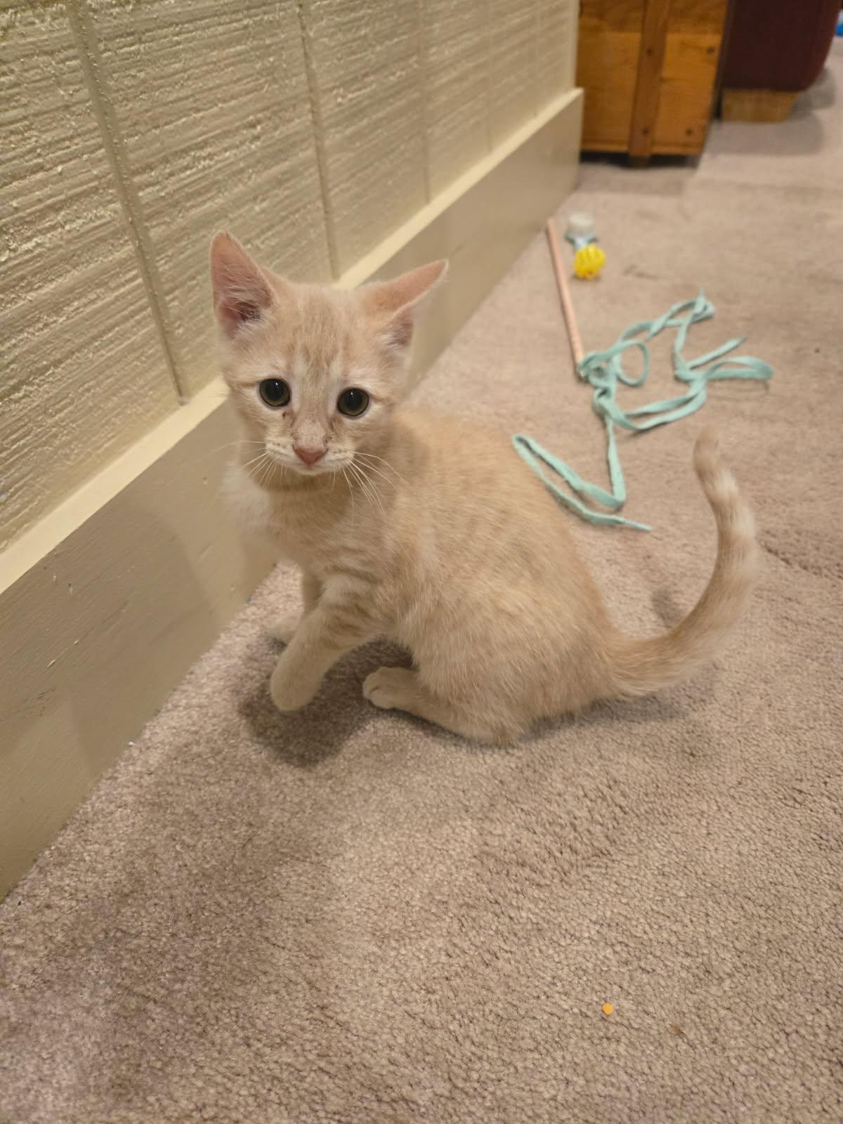 Violet, an adopted Domestic Short Hair in Columbia, MD image 3/3