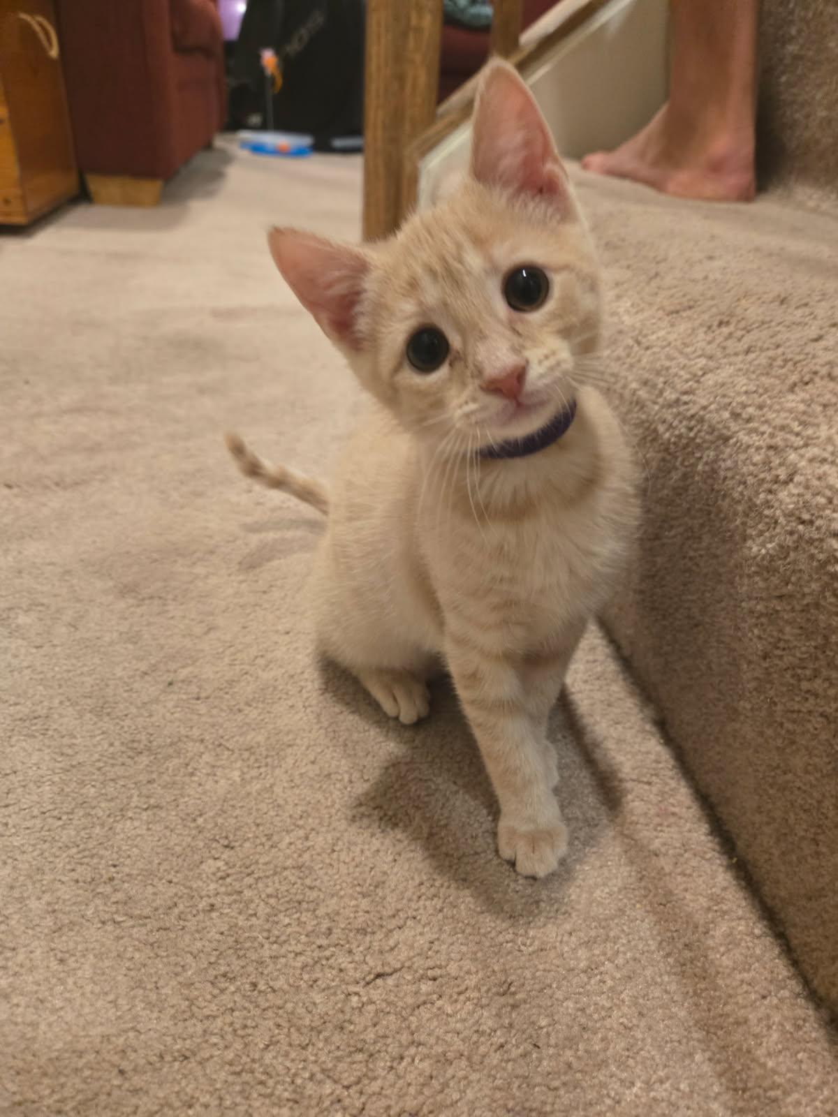 Violet, adopted, Kitten Female Domestic Short Hair.