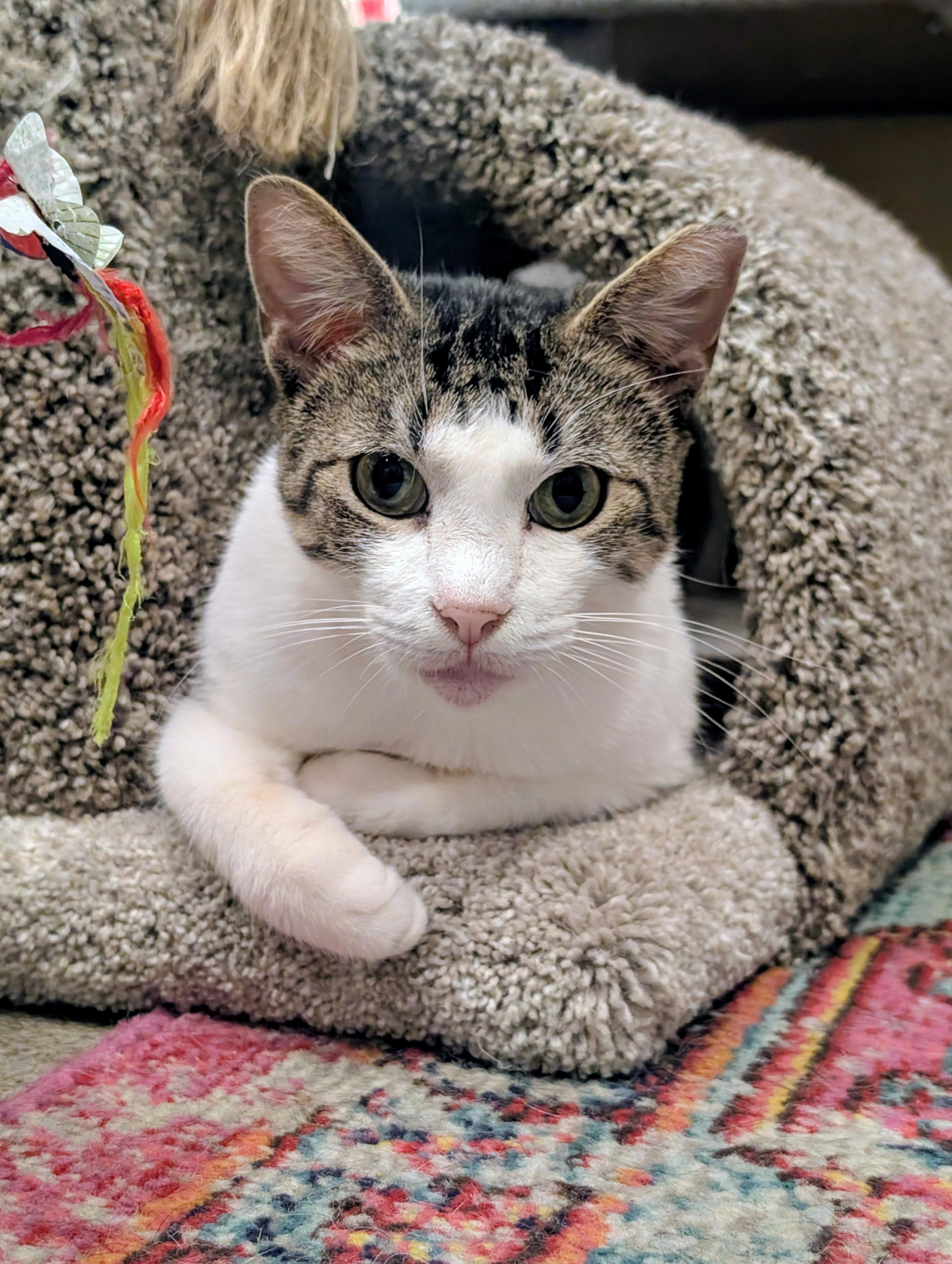 Enlarge Frostburg, a Adoptable Domestic Short Hair in Clearwater, FL image 2/2