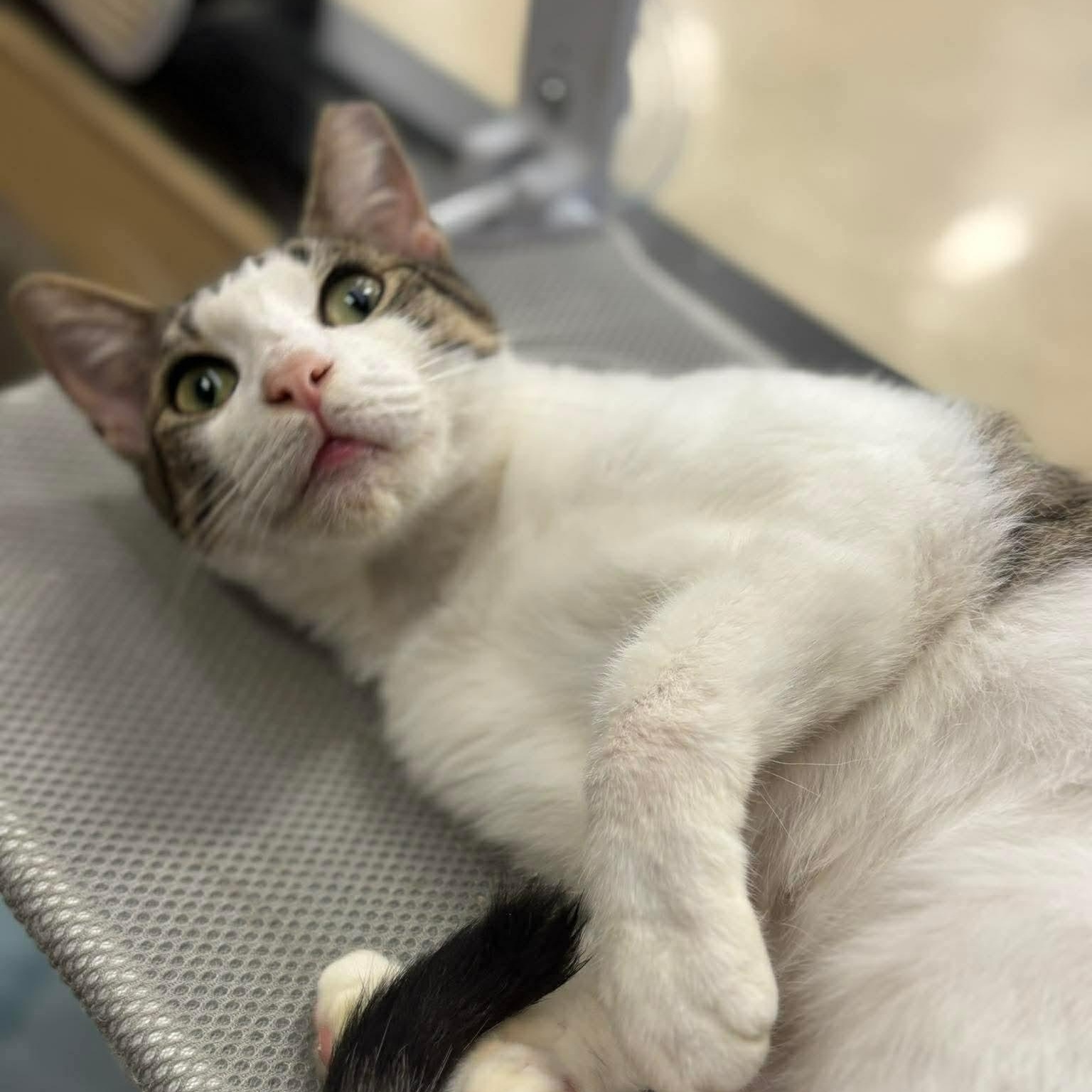 Frostburg, Adoptable, Adult Female Domestic Short Hair.