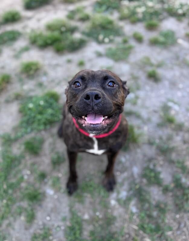 Jill, Adoptable, Young Female American Staffordshire Terrier & Mixed Breed.