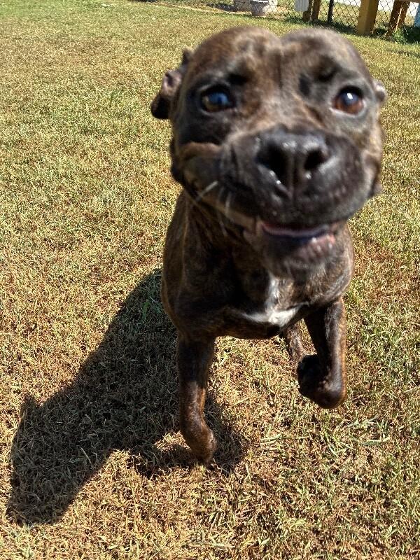 Enlarge Jill, a Adoptable mixed breed in Disputanta, VA image 2/5