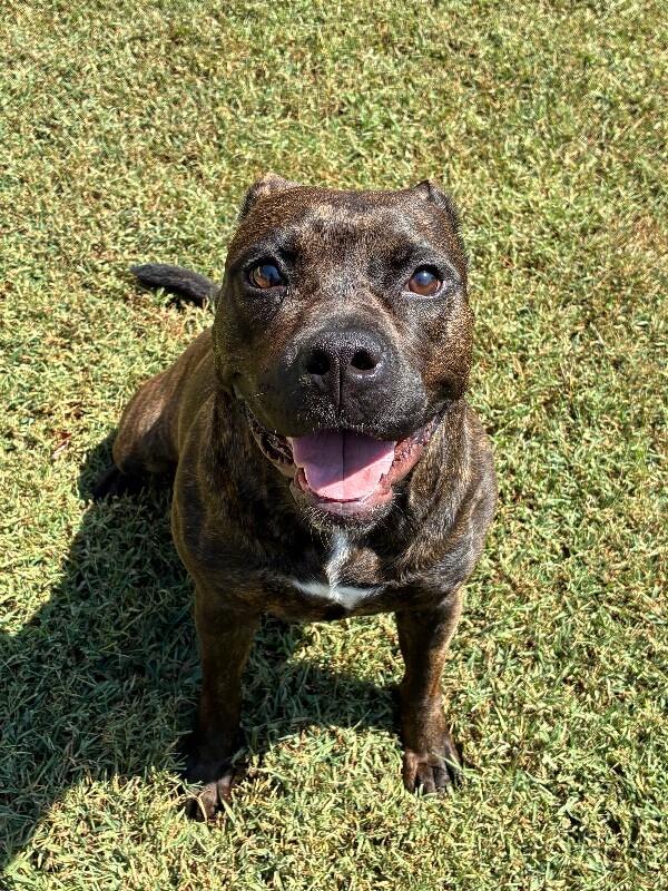 Enlarge Jill, a Adoptable mixed breed in Disputanta, VA image 3/5