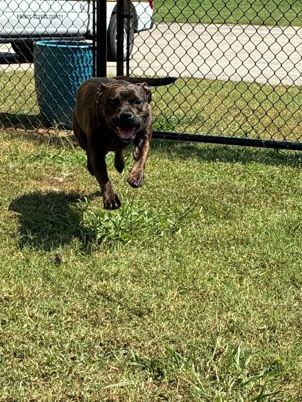 Enlarge Jill, a Adoptable mixed breed in Disputanta, VA image 4/5