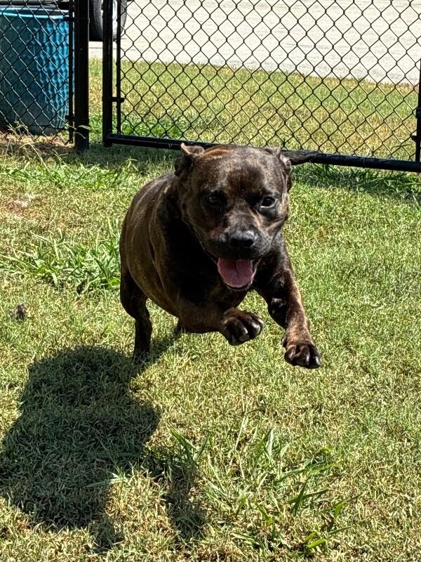 Enlarge Jill, a Adoptable mixed breed in Disputanta, VA image 5/5