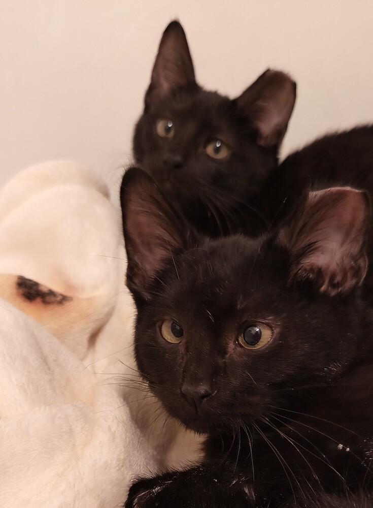 Enlarge Kit, a Adoptable mixed breed in Wheaton, IL image 1/4