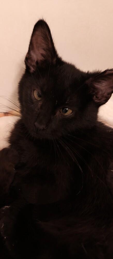 Enlarge Kit, a Adoptable mixed breed in Wheaton, IL image 2/4