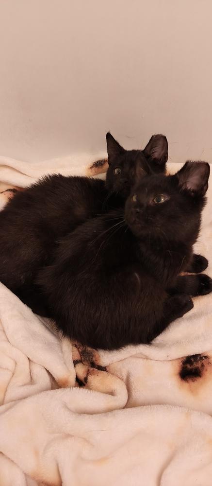 Enlarge Kit, a Adoptable mixed breed in Wheaton, IL image 3/4