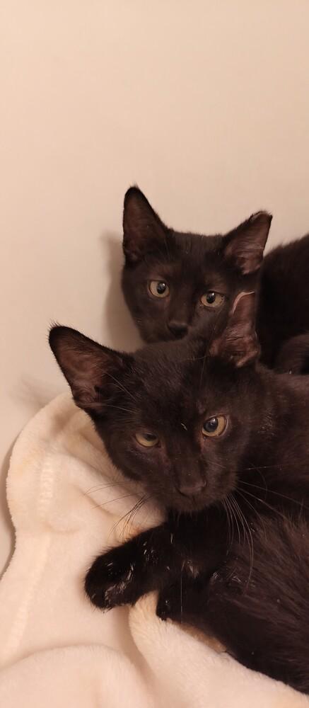 Enlarge Kit, a Adoptable mixed breed in Wheaton, IL image 4/4