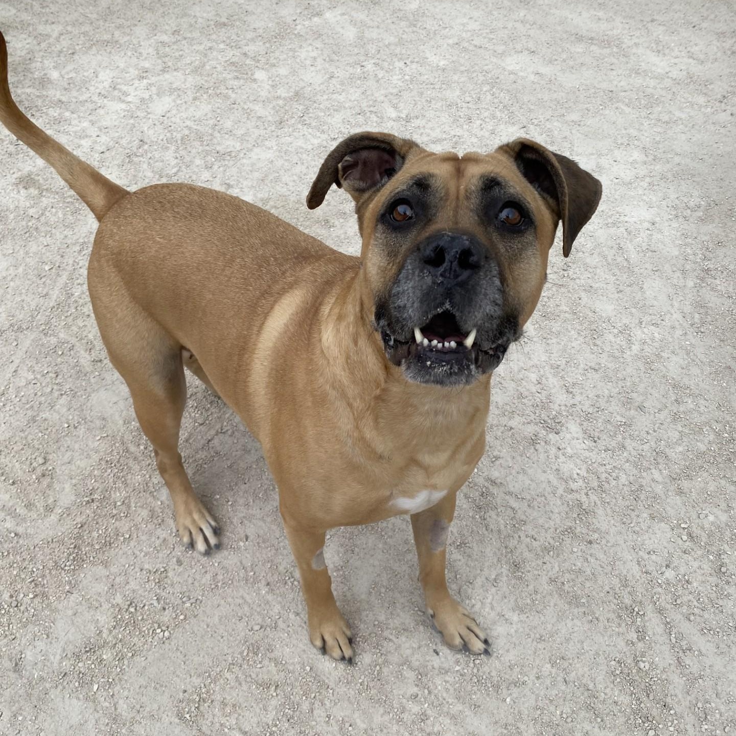 Cannoli, adoptable, Adult Female Bullmastiff.