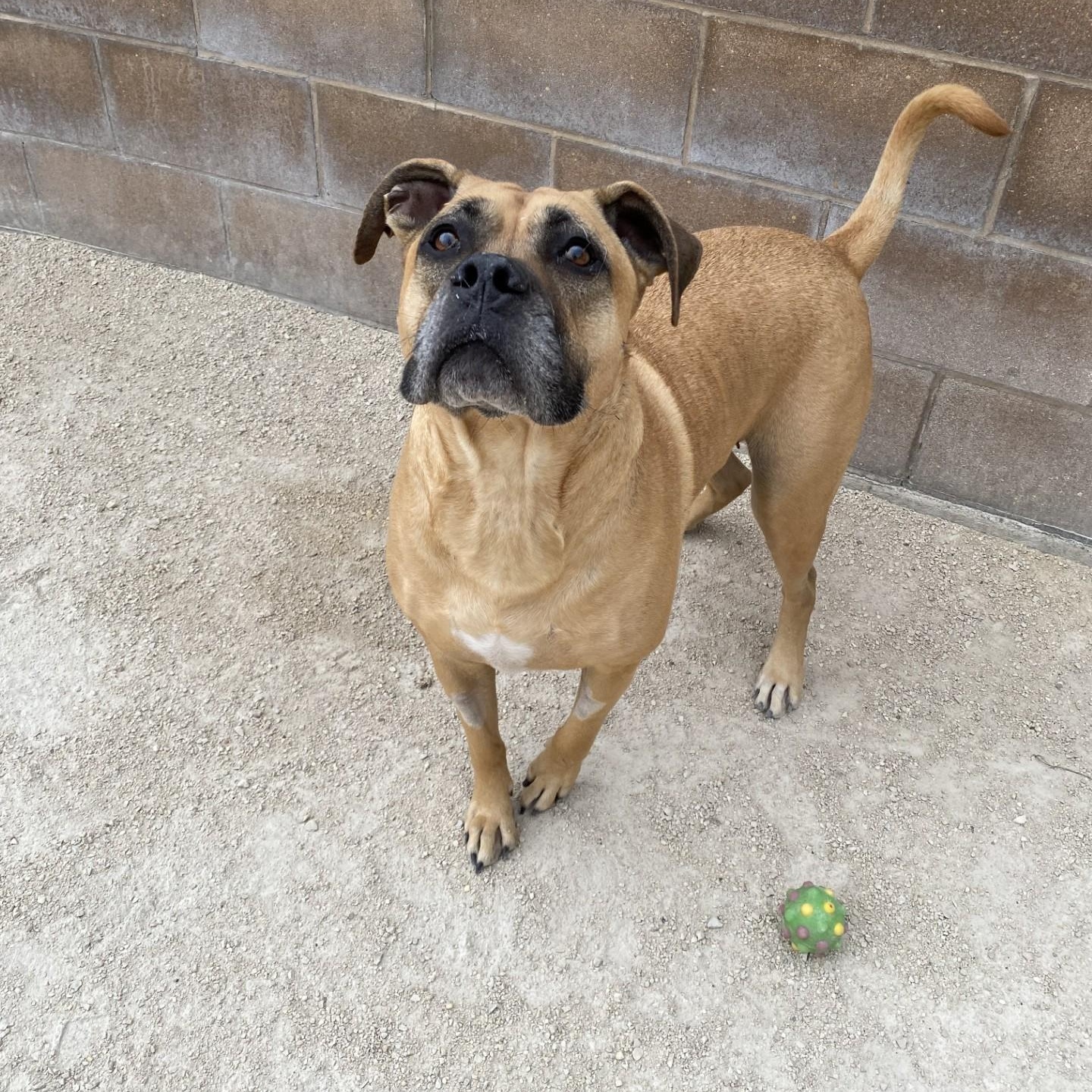 Enlarge Cannoli, an adoptable mixed breed in Winnipeg, MB image 3/3