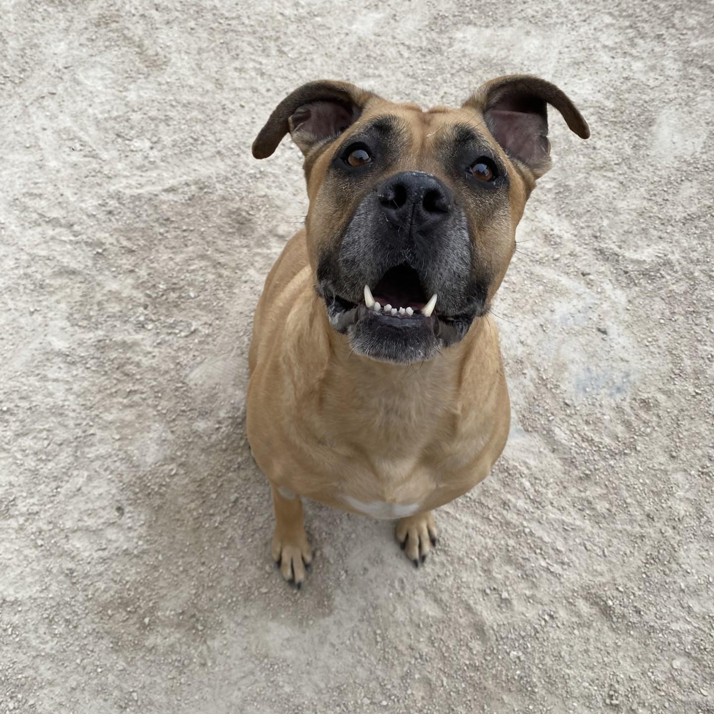 Enlarge Cannoli, an adoptable mixed breed in Winnipeg, MB image 2/3