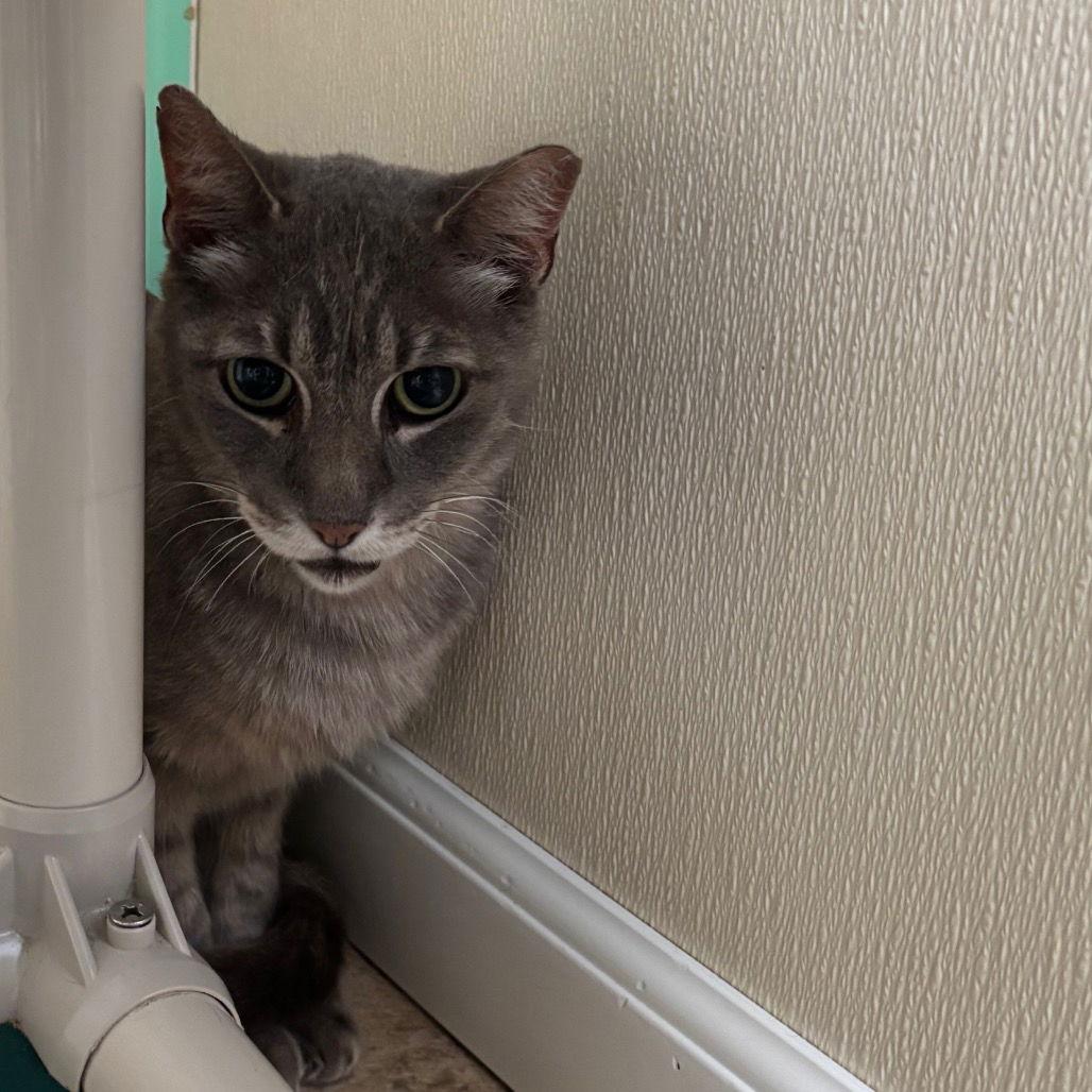 Grappa, Adoptable, Senior Male Domestic Short Hair.