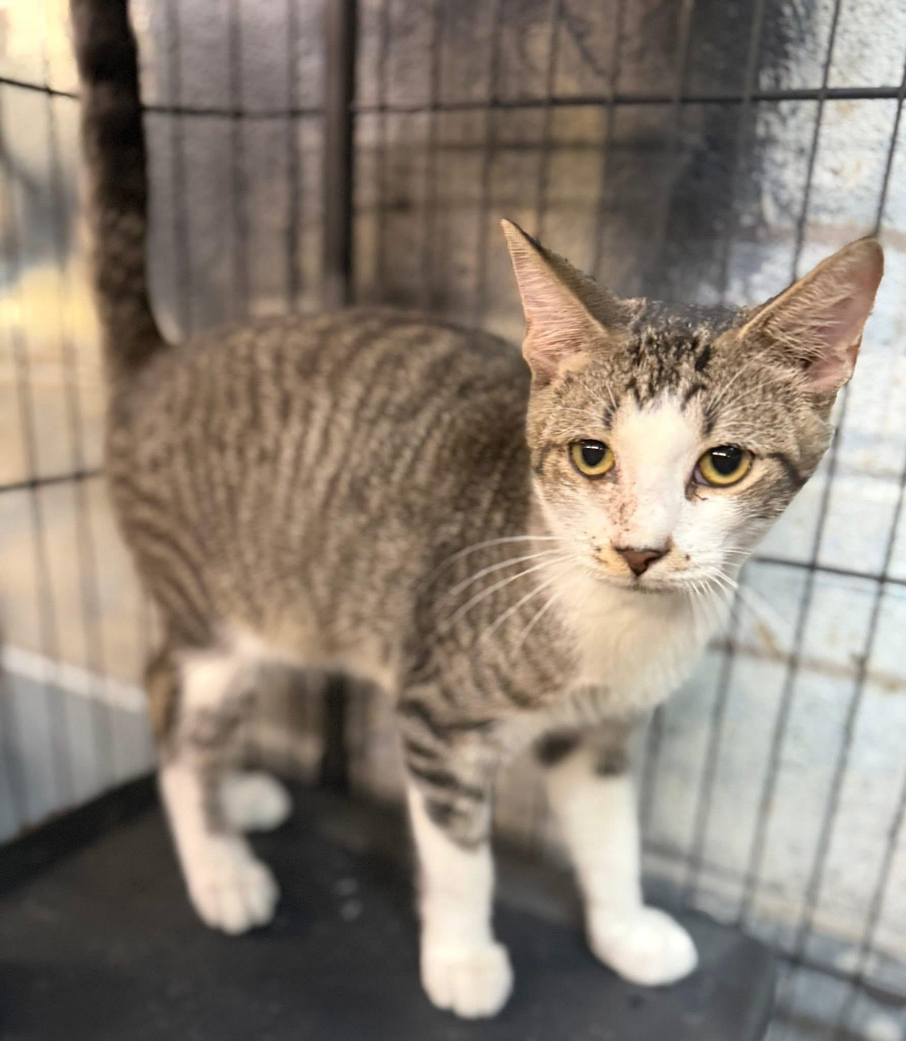 Enlarge Gatlin, a Adoptable Tabby in Jackson, GA image 1/3