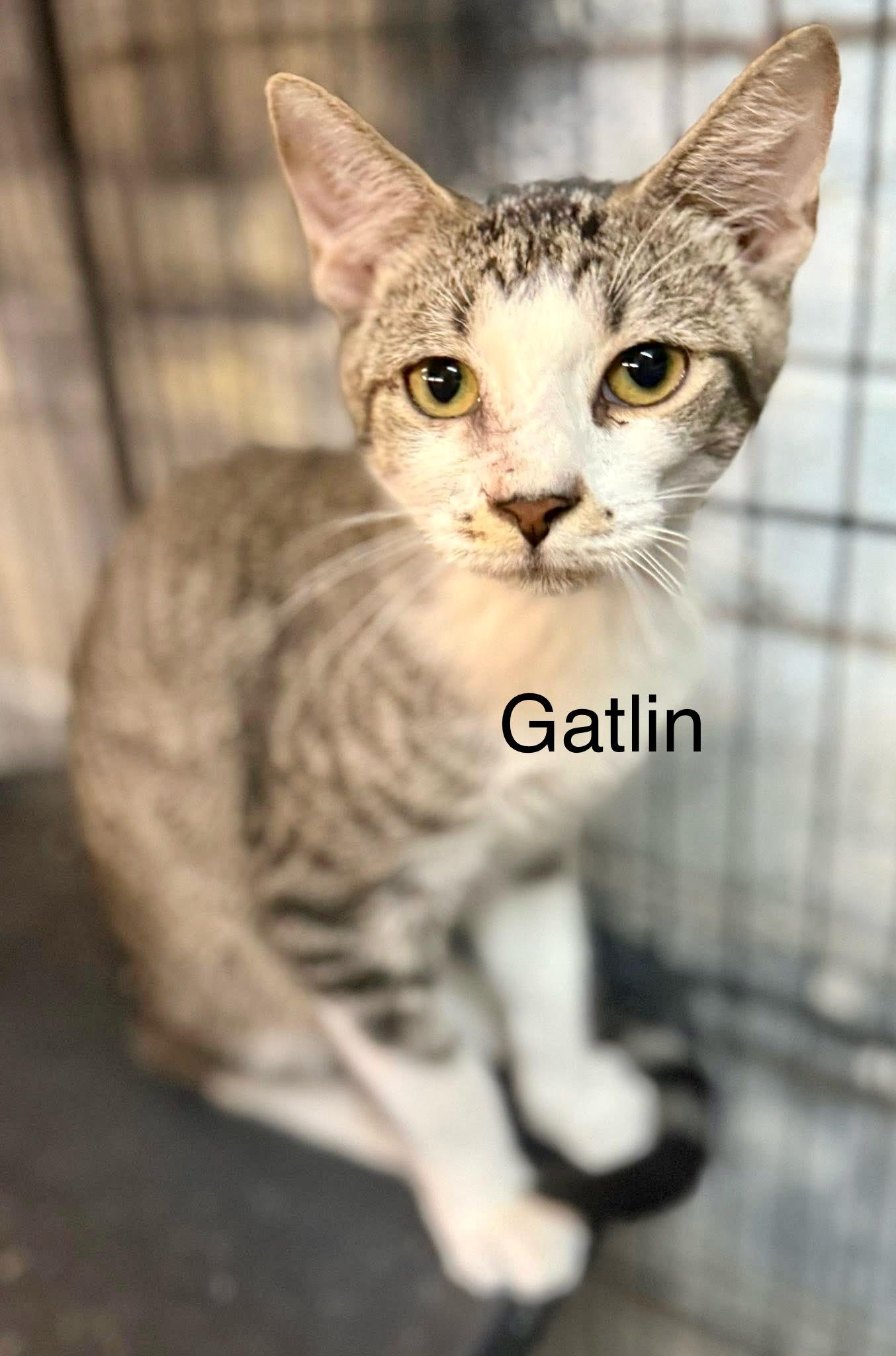 Enlarge Gatlin, a Adoptable Tabby in Jackson, GA image 2/3