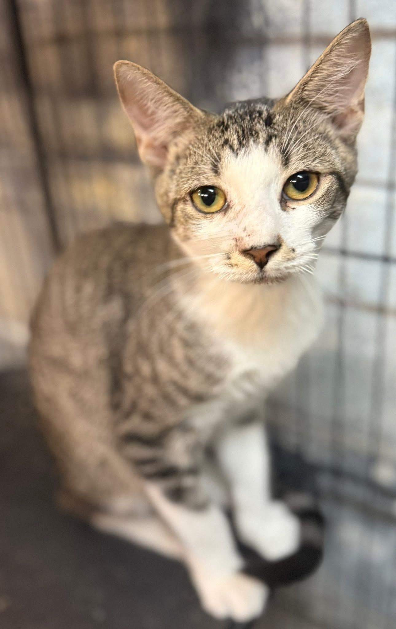 Enlarge Gatlin, a Adoptable Tabby in Jackson, GA image 3/3