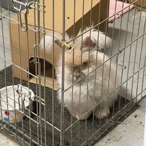 Priscilla  (Prissy), ADOPTABLE, Adult Female Angora Rabbit.