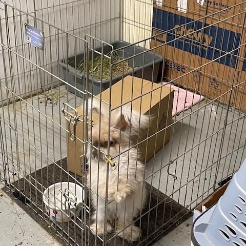 Priscilla (Prissy), a ADOPTABLE Angora Rabbit in Birmingham, AL image 2/3