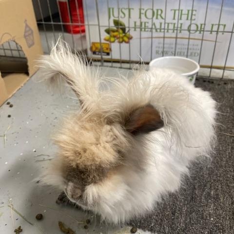 Priscilla (Prissy), a ADOPTABLE Angora Rabbit in Birmingham, AL image 3/3