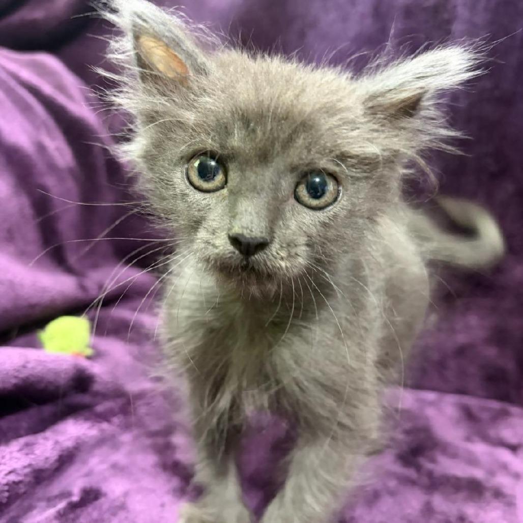 Enlarge Sugar, a Adoptable Domestic Medium Hair in Natchitoches, LA image 1/2