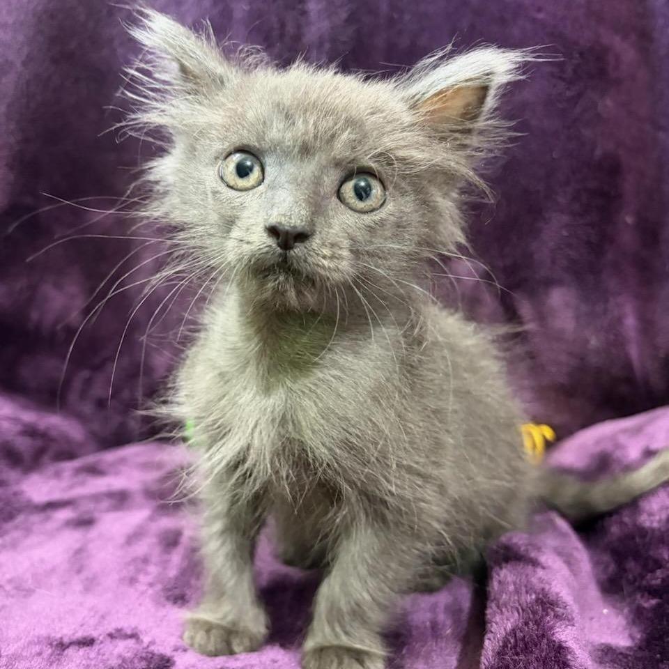 Enlarge Sugar, a Adoptable Domestic Medium Hair in Natchitoches, LA image 2/2