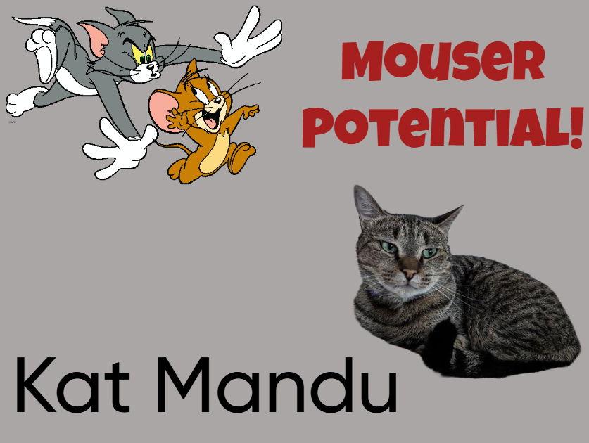 Enlarge Kat Mandu, a Adoptable Domestic Short Hair in Cuba, NY image 1/1