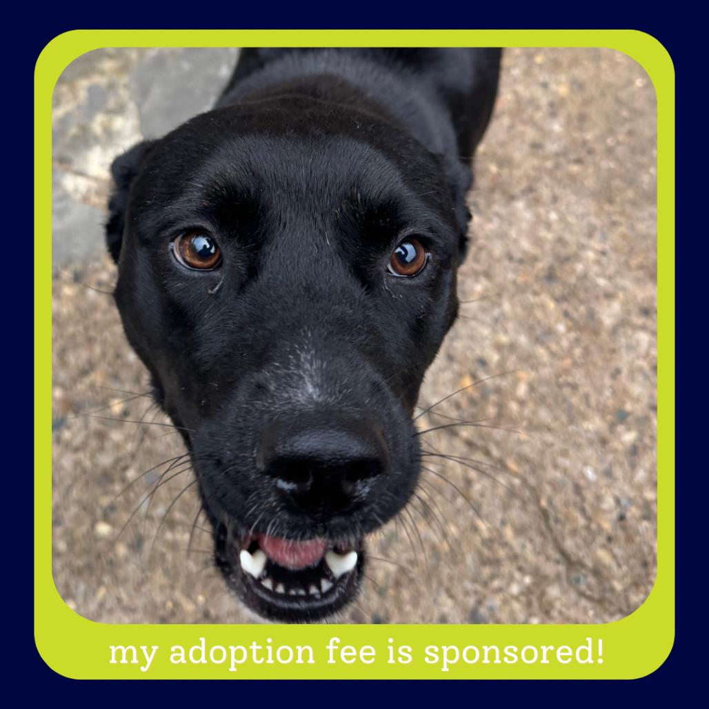 Enlarge Sweet Pea, a Adoptable Mixed Breed in Charleston, WV image 1/2