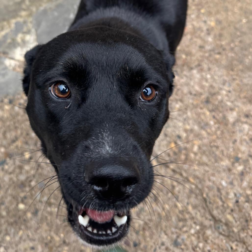 Sweet Pea, Adoptable, Young Female Mixed Breed.