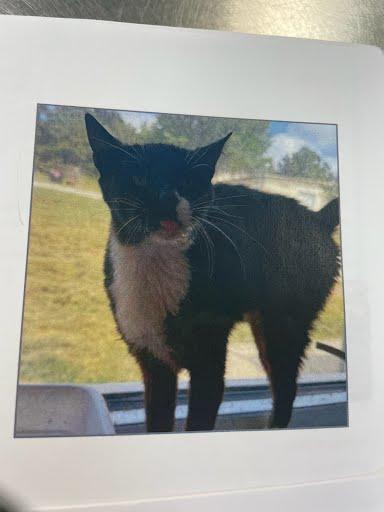 Tux, Adoptable, Adult Male Domestic Short Hair & Domestic Short Hair.