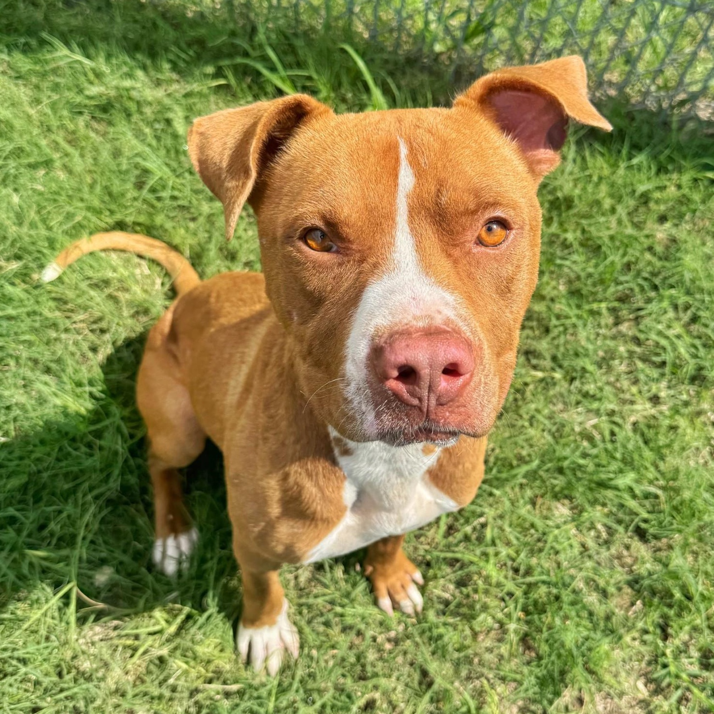 Mellow, adoptable, Adult Male American Staffordshire Terrier.