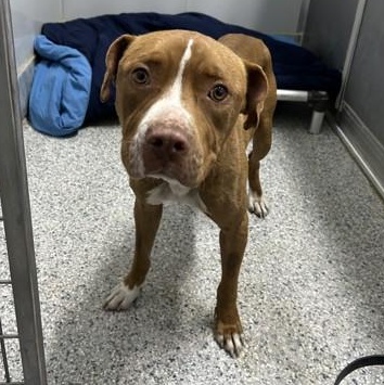 Enlarge Mellow, an adoptable mixed breed in Converse, TX image 1/1