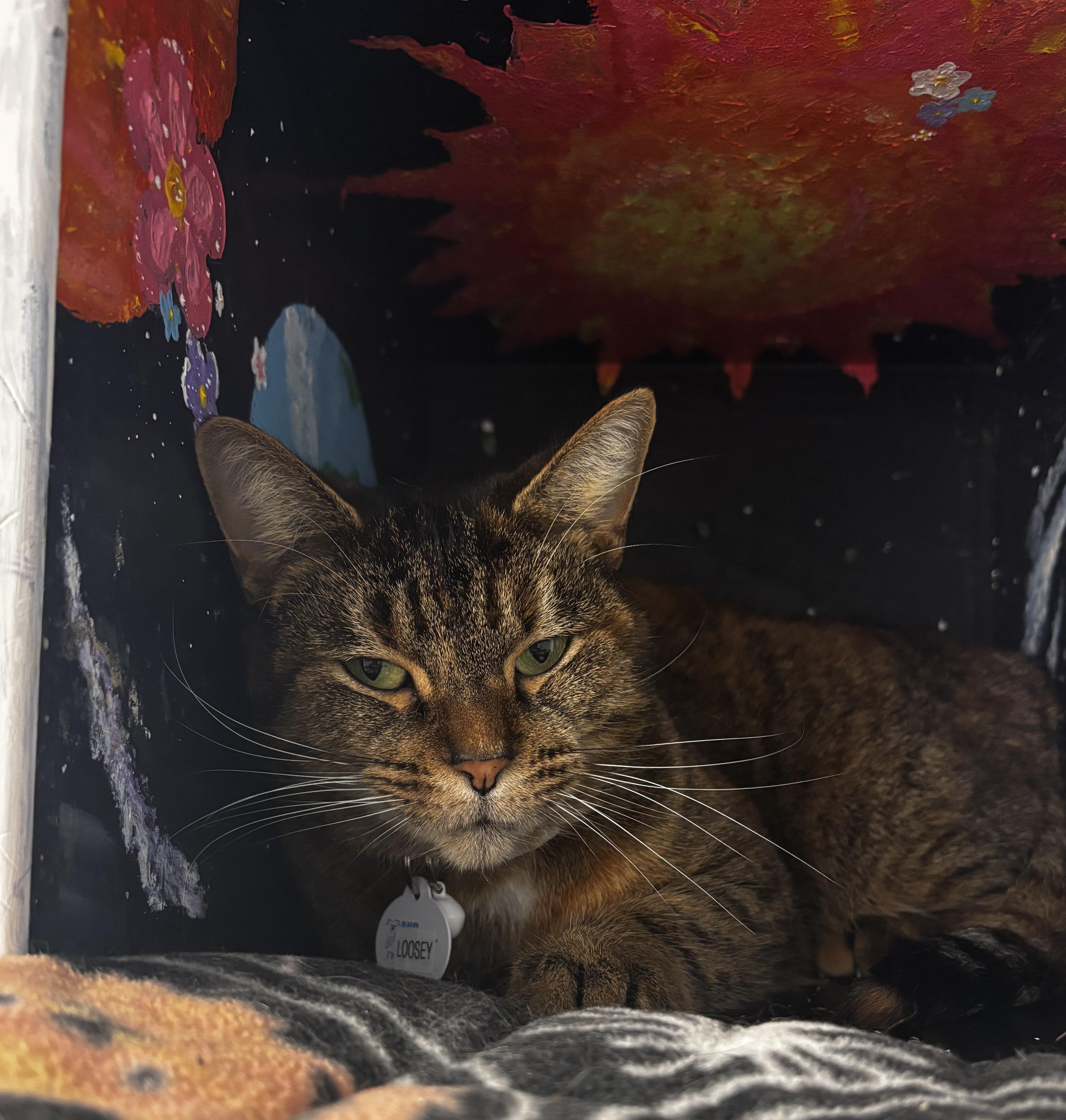 Loosey, a Adoptable Domestic Short Hair in Grand Rapids, MI image 1/4