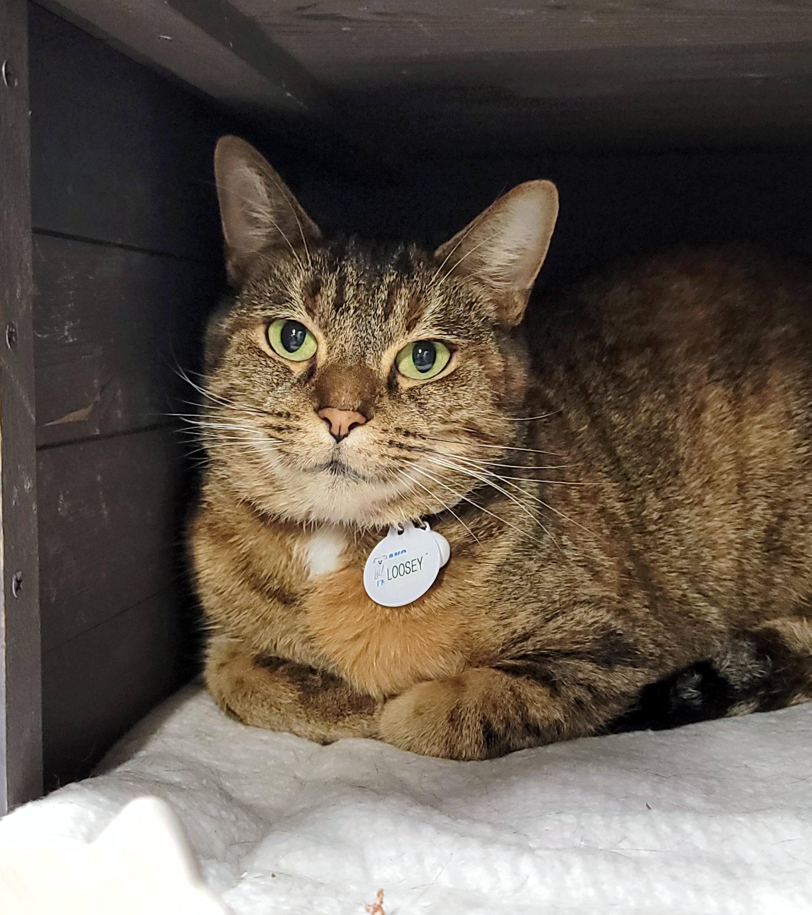 Loosey, a Adoptable Domestic Short Hair in Grand Rapids, MI image 2/4