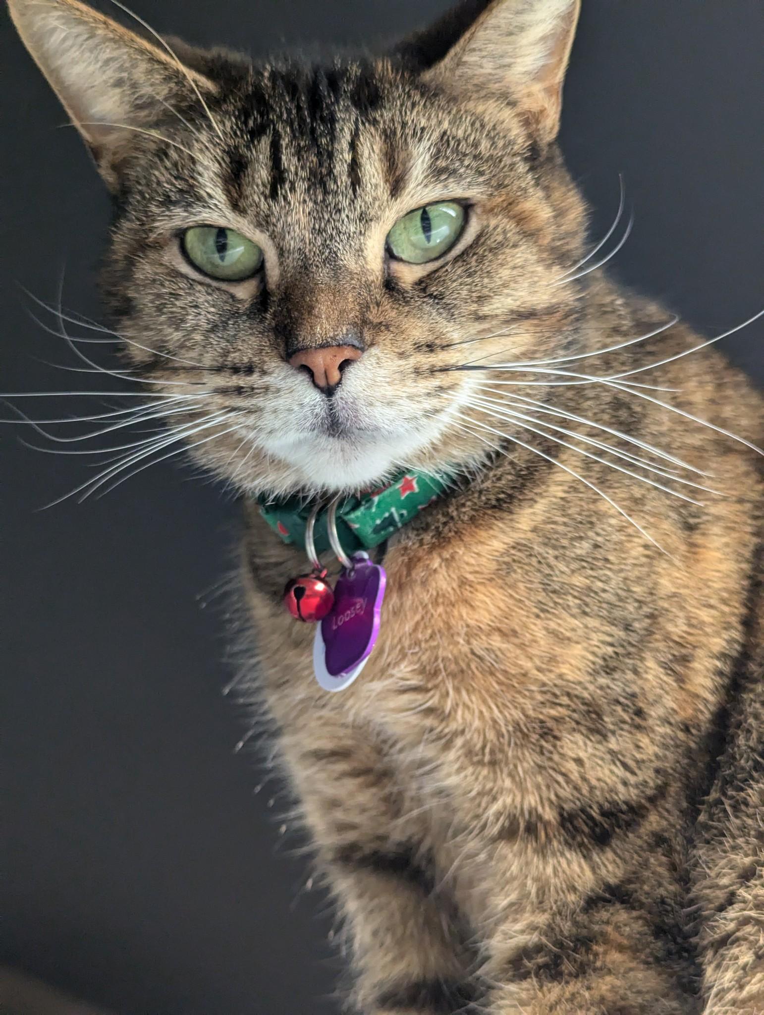 Loosey, Adoptable, Adult Female Domestic Short Hair.
