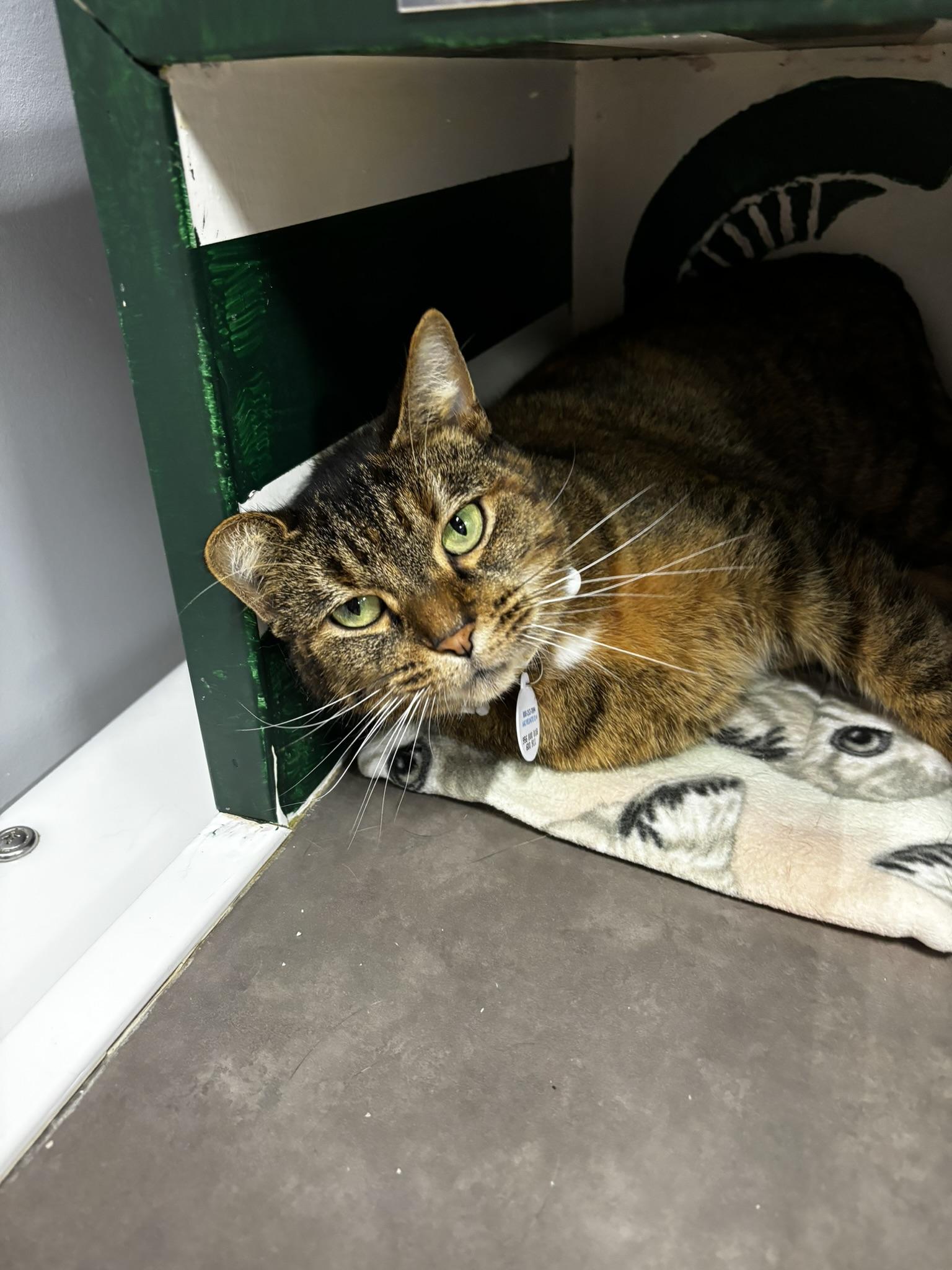 Loosey, a Adoptable Domestic Short Hair in Grand Rapids, MI image 4/4