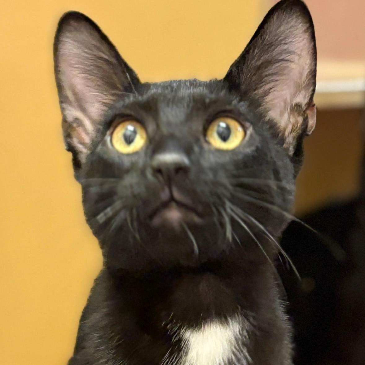 Zeus (call 602-692-1499 to meet Zeus), Adoptable, Kitten Male Bombay.