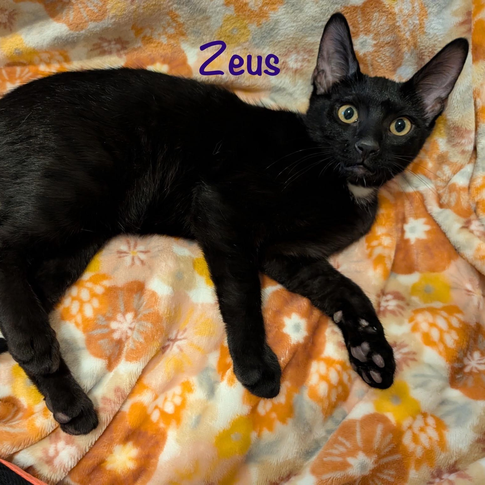 Enlarge Zeus (call 602-692-1499 to meet Zeus), a Adoptable mixed breed in Phoenix, AZ image 2/4