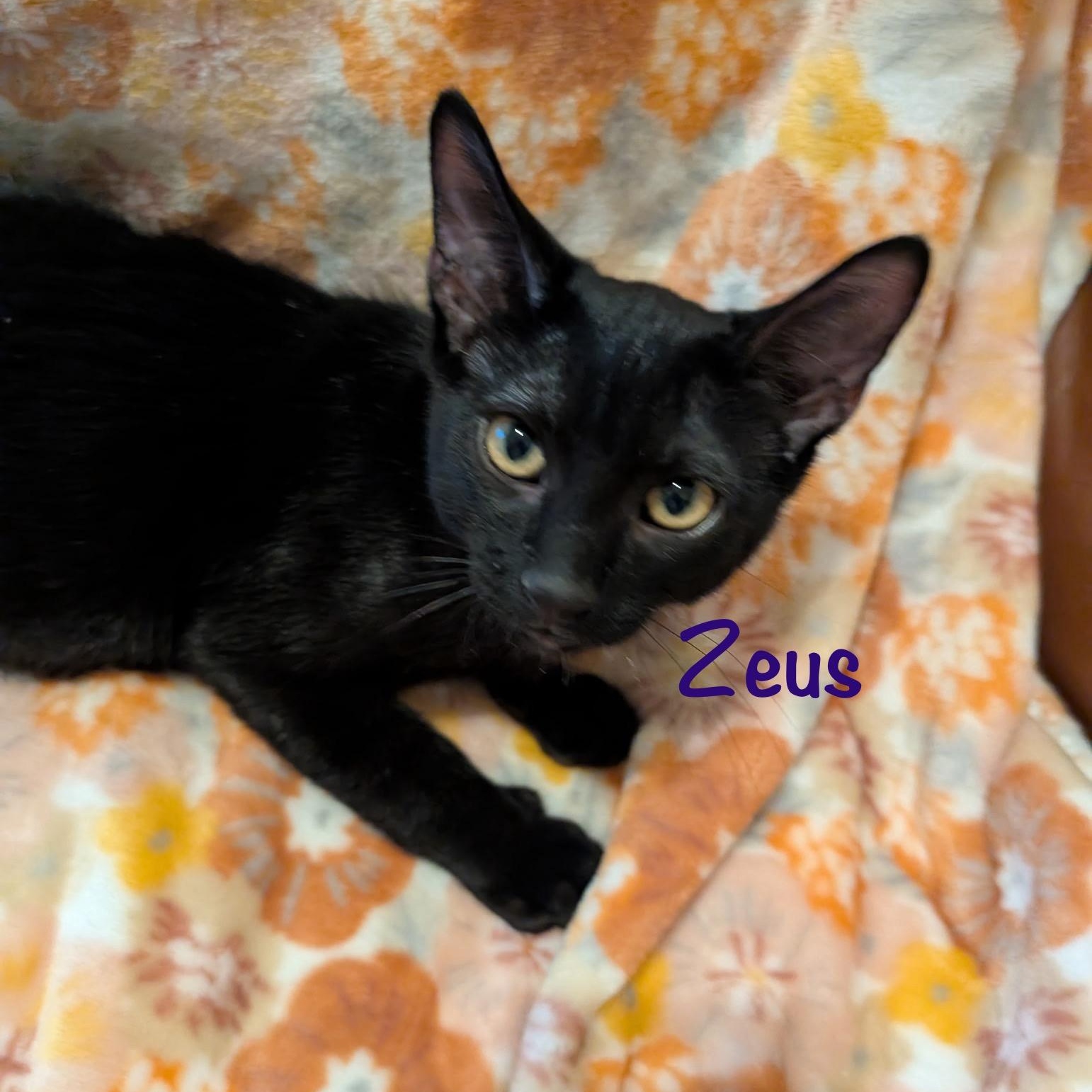 Enlarge Zeus (call 602-692-1499 to meet Zeus), a Adoptable mixed breed in Phoenix, AZ image 3/4