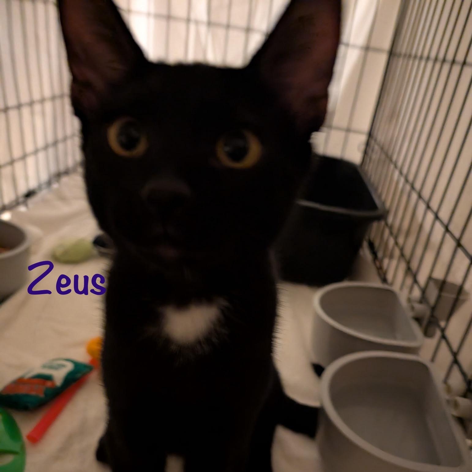 Enlarge Zeus (call 602-692-1499 to meet Zeus), a Adoptable mixed breed in Phoenix, AZ image 4/4