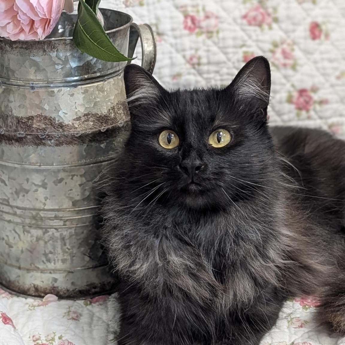 Enlarge Jackie , a ADOPTABLE Domestic Medium Hair in Petaluma, CA image 2/2