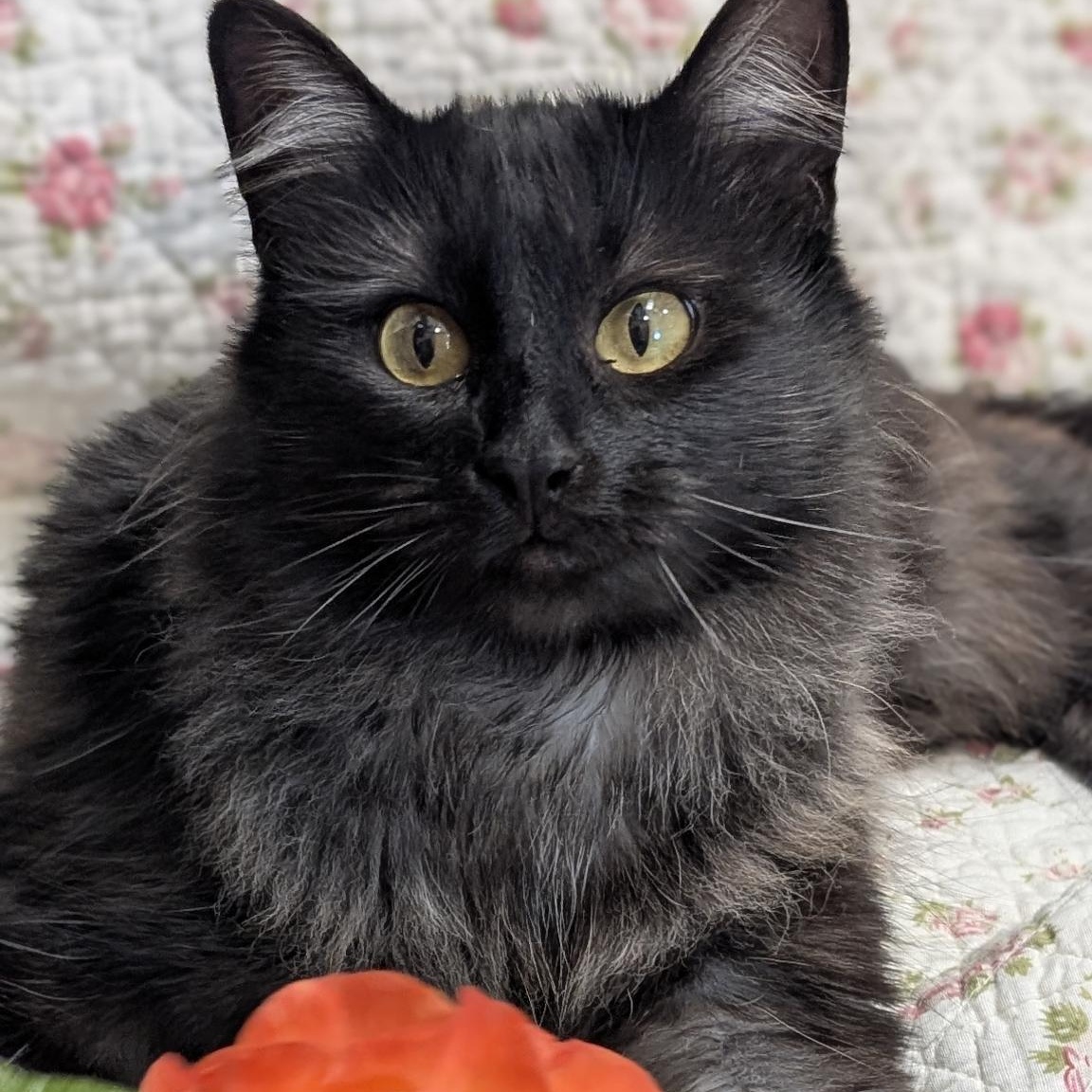 Jackie , ADOPTABLE, Adult Female Domestic Medium Hair.