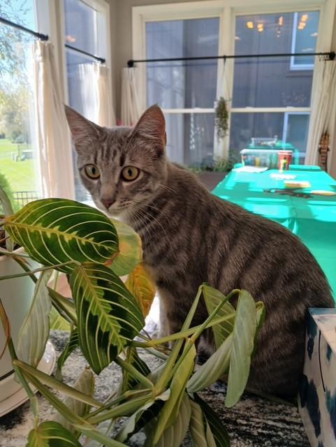 Rosie, Adoptable, Young Female Domestic Short Hair.