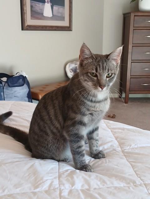 Enlarge Rosie, a Adoptable mixed breed in OVERLAND PARK, KS image 5/5