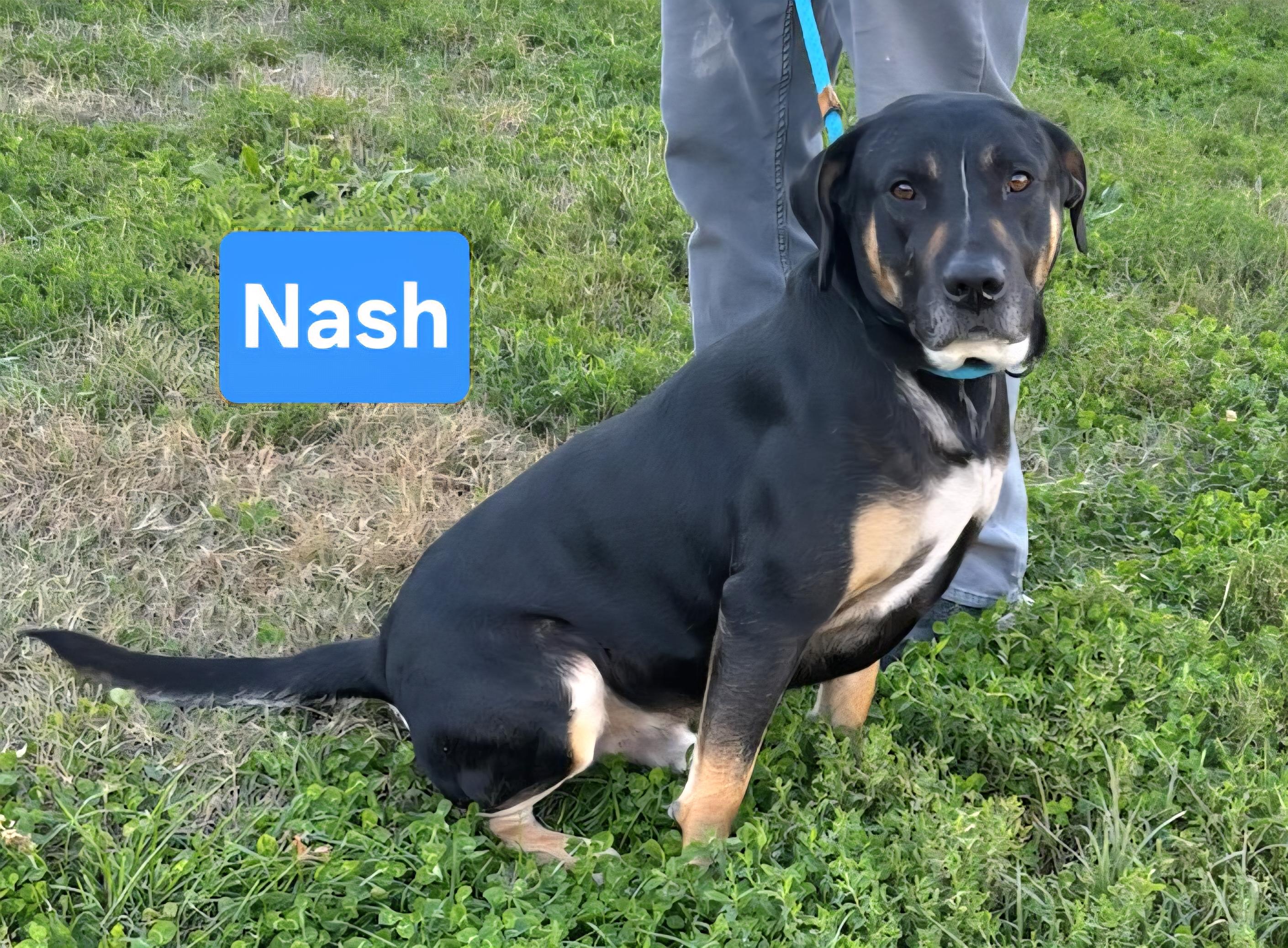 Nash